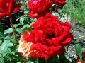   црвено Баштенске Цветови Хибрид Чај Росе / Rosa фотографија
