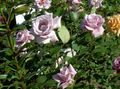   იასამნისფერი ბაღის ყვავილები ჰიბრიდული ჩაის ვარდი / Rosa სურათი