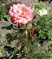   oranžový Zahradní květiny Hybrid Čajové Růže / Rosa fotografie