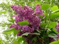 Lilac Comuni, Lilla Francese