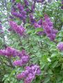   corcra bláthanna gairdín Lilac Coitianta, French Lilac / Syringa vulgaris Photo