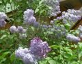   liliowy Ogrodowe Kwiaty Wspólne Liliowy, Francuski Bzu / Syringa vulgaris zdjęcie