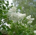   λευκό Λουλούδια κήπου Κοινή Λιλά, Λιλά Γαλλικά / Syringa vulgaris φωτογραφία