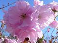   ružičasta Vrtne Cvjetovi Prunus, Šljiva Foto