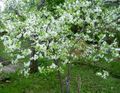   თეთრი ბაღის ყვავილები Prunus, ქლიავის ხე სურათი