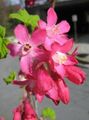   червоний Садові Квіти Смородина / Ribes Фото