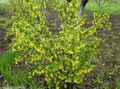   gul Trädgårdsblommor Gyllene Vinbär, Redflower Vinbär / Ribes Fil