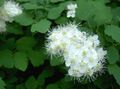   бял Градински цветове Spirea, Воал Булчински Е, Maybush / Spiraea снимка