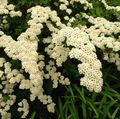   λευκό Λουλούδια κήπου Spirea, Πέπλο Νυφικό Της, Maybush / Spiraea φωτογραφία