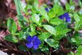   kék Közös Télizöld, Kúszó Mirtusz, Virág-Of-Halál / Vinca minor fénykép