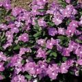   紫丁香 常见的长春花，匍匐桃金娘，花的死亡 / Vinca minor 照