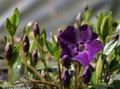   purpurowy Ogrodowe Kwiaty Barwinek (Vinca) / Vinca minor zdjęcie