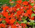   赤 庭の花 共通ツルニチニチソウ、忍び寄るギンバイカ、花の死 / Vinca minor フォト