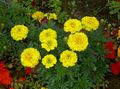   sarı Bahçe Çiçekleri Kadife Çiçeği / Tagetes fotoğraf