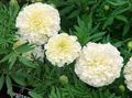   white Garden Flowers Marigold / Tagetes Photo