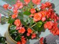   аранжавы Садовыя Кветкі Бягонія Вечнаквітнеючая / Begonia semperflorens cultorum фота