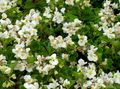   white Garden Flowers Wax Begonias / Begonia semperflorens cultorum Photo
