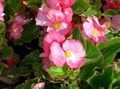   ροζ Λουλούδια κήπου Μπιγκόνιες Κερί / Begonia semperflorens cultorum φωτογραφία