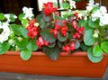   raudonas Sodo Gėlės Vaškas Begonijoms / Begonia semperflorens cultorum Nuotrauka
