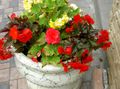   rød Have Blomster Voks Begonia, Knolde Begonia / Begonia tuberhybrida Foto
