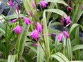   pink Garden Flowers Ground Orchid, The Striped Bletilla Photo
