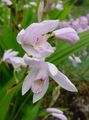  biely Záhradné kvety Pozemné Orchidea, Pruhované Bletilla fotografie