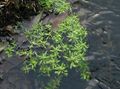   groen Water Sleutelbloem, Moeras Postelein, Moeras Seedbox / Callitriche palustris foto