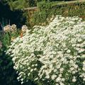  blanco Flores de jardín Aster De Bolton, Margarita De Muñeca Blanca, Falsa Aster, Falsa Manzanilla / Boltonia asteroides Foto