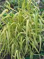   green Garden Flowers Bowles Golden Grass, Golden Millet Grass, Golden Wood Mille / Milium effusum Photo