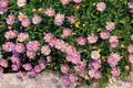   ვარდისფერი ბაღის ყვავილები გედების მდინარე Daisy / Brachyscome სურათი