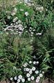   თეთრი ბაღის ყვავილები გედების მდინარე Daisy / Brachyscome სურათი