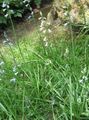   světle modrá Zahradní květiny Španělština Hyacint / Brimeura amethystina fotografie
