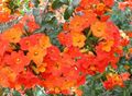  πορτοκάλι Λουλούδια κήπου Μπους Βιολετί, Ζαφείρι Λουλούδι / Browallia φωτογραφία