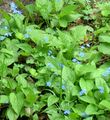   gaiši zils Dārza Ziedi Viltus Aizmirst-Me-Not / Brunnera macrophylla Foto