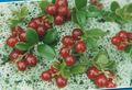   sarkans Dārza Ziedi Brūkleņu, Kalnu Dzērveņu, Foxberry / Vaccinium vitis-idaea Foto