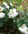   ホワイト 庭の花 コケモモ、山のクランベリー、コケモモ、キツネのベリー / Vaccinium vitis-idaea フォト