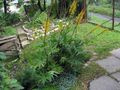   buí bláthanna gairdín Bigleaf Ligularia, Gléasra Liopard, Groundsel Órga Photo