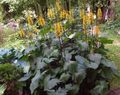   amarillo Flores de jardín De Hoja Ancha Ligularia, Planta Leopardo, Groundsel Oro Foto