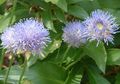   svijetlo plava Vrtne Cvjetovi Ovčje Malo Šugav, Puzanje Primorski Vrisak / Jasione Foto