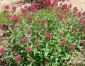   rood Tuin Bloemen Jupiter Baard, Sleutels Naar De Hemel, Rode Valeriaan / Centranthus ruber foto