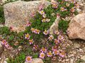   rosa I fiori da giardino Waldheimia / Waldheimia tridactylites foto