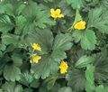   geltonas Sodo Gėlės Nevaisinga Braškių / Waldsteinia ternata. Nuotrauka
