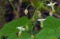   бял Градински цветове Vancouveria / Vancouveria hexandra снимка