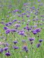   púrpura Flores de jardín Centaurea, Cardo Estrella, Aciano Foto