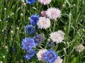   pembe Bahçe Çiçekleri Knapweed, Yıldız Devedikeni, Peygamberçiçeği / Centaurea fotoğraf