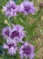   šeřík Zahradní květiny Plevel, Hvězda Bodlák, Chrpa / Centaurea fotografie