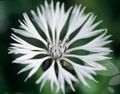   белый Садовые Цветы Василек  однолетний / Centaurea Фото