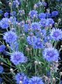   světle modrá Zahradní květiny Plevel, Hvězda Bodlák, Chrpa / Centaurea fotografie
