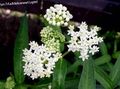   branco Flores do Jardim Milkweed De Pântano, Maypops, Aumentou Serralha, Milkweed Vermelho / Asclepias incarnata foto