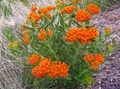   laranja Flores do Jardim Butterflyweed / Asclepias tuberosa foto